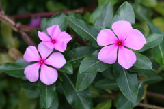 Catharanthus roseus